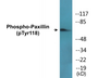 Western blot analysis of extracts from HeLa cells treated with EGF, using Paxillin (Phospho-Tyr118) Antibody.