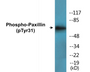 Western blot analysis of extracts from HeLa cells treated with TNF 200ng/ml 2', using Paxillin (Phospho-Tyr31) Antibody.