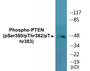 Western blot analysis of extracts from HT29 cells treated with Calycalin A, using PTEN (Phospho-Ser380/Thr382/Thr383) Antibody.