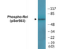 Western blot analysis of extracts from MDA-MB-435 cells, using Rel (Phospho-Ser503) Antibody.