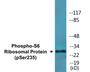 Western blot analysis of extracts from 293 cells treated with serum 10% 15', using S6 Ribosomal Protein (Phospho-Ser235) Antibody.
