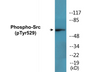 Western blot analysis of extracts from COS7 cells treated with PMA 125ng/ml 30', using Src (Phospho-Tyr529) Antibody.