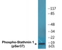 Western blot analysis of extracts from HeLa cells treated with nocodazole, using Stathmin 1 (Phospho-Ser37) Antibody.