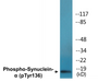 Western blot analysis of extracts from mouse brain, using Synuclein-alpha (Phospho-Tyr136) Antibody.