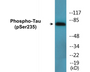 Western blot analysis of extracts from HuvEc cells, using Tau (Phospho-Ser235) Antibody.