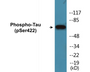 Western blot analysis of extracts from mouse brain, using Tau (Phospho-Ser422) Antibody.