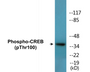 Western blot analysis of extracts from HuvEc cells treated with etoposide 25uM 24H, using CREB (Phospho-Thr100) Antibody.