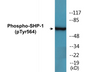 Western blot analysis of extracts from COS7 cells treated with EGF 200ng/ml 30', using SHP-1 (Phospho-Tyr564) Antibody.