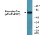 Western blot analysis of extracts from rat brain, using Tau (Phospho-Thr534/217) Antibody.