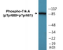 Western blot analysis of extracts from Jurkat cells treated with starved 24h, using Trk A (Phospho-Tyr680+Tyr681) Antibody.