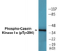 Western blot analysis of extracts from HT29 cells treated with heat shock, using CK-1 alpha (Phospho-Tyr294) Antibody.