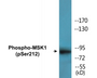 Western blot analysis of extracts from NIH-3T3 cells treated with EGF 200ng/ml 5', using MSK1 (Phospho-Ser212) Antibody.