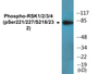Western blot analysis of extracts from HepG2 cells treated with EGF 200ng/ml 30', using RSK1/2/3/4 (Phospho-Ser221/227/S218/232) Antibody.