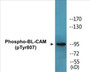 Western blot analysis of extracts from K562 cells treated with Na3VO4 0.3nM 40', using BL-CAM (Phospho-Tyr807) Antibody.