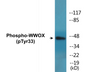 Western blot analysis of extracts from HepG2 cells treated with PMA 125ng/ml 30', using WWOX (Phospho-Tyr33) Antibody.