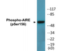 Western blot analysis of extracts from HeLa cells treated with Hu 2nM 24h, using AIRE (Phospho-Ser156) Antibody.