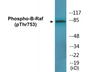 Western blot analysis of extracts from K562 cells treated with EGF 200ng/ml 30', using B-Raf (Phospho-Thr753) Antibody.