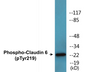 Western blot analysis of extracts from RAW264.7 cells treated with UV 5', using Claudin 6 (Phospho-Tyr219) Antibody.
