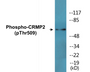 Western blot analysis of extracts from HT29 cells treated with heat shock, using CRMP-2 (Phospho-Thr509) Antibody.