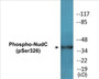 Western blot analysis of extracts from rat brain, using NudC (Phospho-Ser326) Antibody.