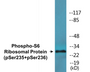 Western blot analysis of extracts from 293 cells treated with serum 10% 15', using S6 Ribosomal Protein (Phospho-Ser235) Antibody.