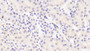 DAB staining on IHC-P; Samples: Mouse Kidney Tissue; Primary Ab: 10μg/ml Rabbit Anti-Mouse Raftlin Antibody Second Ab: 2µg/mL HRP-Linked Caprine Anti-Rabbit IgG Polyclonal Antibody