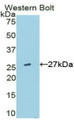 Western Blot; Sample: Recombinant protein.