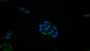 FITC staining on IF; Samples: Human MCF7 cell;  Primary Ab: 20μg/ml Rabbit Anti-Human REV1 Antibody Second Ab: 1.5μg/ml FITC-Linked Caprine Anti-Rabbit IgG Polyclonal Antibody 