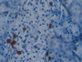 DAB staining on IHC-P; Samples: Mouse Pancreas Tissue; Primary Ab: 10µg/ml Rabbit Anti-Mouse KHDRBS1 Antibody Second Ab: 2µg/mL HRP-Linked Caprine Anti-Rabbit IgG Polyclonal Antibody