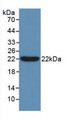 Western Blot; Sample: Recombinant Bcl2L2, Human. Western Blot; Sample: Recombinant Bcl2L2, Human.