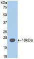 Western Blot; Sample: Recombinant aZGP1, Mouse. Western Blot; Sample: Recombinant aZGP1, Mouse.