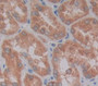 Used in DAB staining on fromalin fixed paraffin- embedded Kidney tissue Used in DAB staining on fromalin fixed paraffin- embedded Kidney tissue