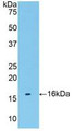 Western Blot; Sample: Recombinant TMEM27, Human. Western Blot; Sample: Recombinant TMEM27, Human.