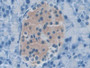 DAB staining on IHC-P; Samples: Mouse Pancreas Tissue) DAB staining on IHC-P; Samples: Mouse Pancreas Tissue)