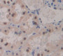 Used in DAB staining on fromalin fixed paraffin- embedded Kidney tissue Used in DAB staining on fromalin fixed paraffin- embedded Kidney tissue