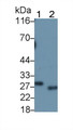 Western Blot; Sample: Recombinant FADD, Human. Western Blot; Sample: Recombinant FADD, Human.