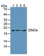 Western Blot; Sample: Lane1: Mouse Intestine Tissue; Lane2: Mouse Brain Tissue; Lane3: Mouse Cerebellum Tissue; Lane4: Mouse Placenta Tissue. Western Blot; Sample: Lane1: Mouse Intestine Tissue; Lane2: Mouse Brain Tissue; Lane3: Mouse Cerebellum Tissue; Lane4: Mouse Placenta Tissue.