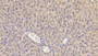 DAB staining on IHC-P; Samples: Mouse Liver Tissue;  Primary Ab: 30µg/ml Rabbit Anti-Mouse DVL1 Antibody Second Ab: 2µg/mL HRP-Linked Caprine Anti-Rabbit IgG Polyclonal Antibody  DAB staining on IHC-P; Samples: Mouse Liver Tissue;  Primary Ab: 30µg/ml Rabbit Anti-Mouse DVL1 Antibody Second Ab: 2µg/mL HRP-Linked Caprine Anti-Rabbit IgG Polyclonal Antibody