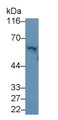 Western Blot; Sample: Recombinant protein. Western Blot; Sample: Recombinant protein.