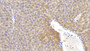 DABstainingonIHC-P.Samples:MouseTissue) DABstainingonIHC-P.Samples:MouseTissue)