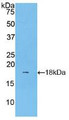 Western Blot; Sample: Recombinant LCAT, Human. Western Blot; Sample: Recombinant LCAT, Human.