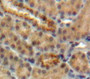 Used in DAB staining on fromalin fixed paraffin-embedded Kidney tissue
