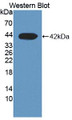 Western Blot; Sample: Recombinant protein. Western Blot; Sample: Recombinant protein.