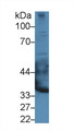 Western Blot; Sample: Rat Heart lysate; Primary Ab: 3µg/ml Rabbit Anti-Mouse EPYC Antibody Second Ab: 0.2µg/mL HRP-Linked Caprine Anti-Rabbit IgG Polyclonal Antibody Western Blot; Sample: Rat Heart lysate; Primary Ab: 3µg/ml Rabbit Anti-Mouse EPYC Antibody Second Ab: 0.2µg/mL HRP-Linked Caprine Anti-Rabbit IgG Polyclonal Antibody