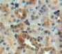 Used in DAB staining on fromalin fixed paraffin-embedded kidney tissue