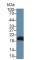 Western Blot; Sample: Mouse Stomach lysate; Primary Ab: 1µg/ml Rabbit Anti-Mouse GKN2 Antibody Second Ab: 0.2µg/mL HRP-Linked Caprine Anti-Rabbit IgG Polyclonal Antibody Western Blot; Sample: Mouse Stomach lysate; Primary Ab: 1µg/ml Rabbit Anti-Mouse GKN2 Antibody Second Ab: 0.2µg/mL HRP-Linked Caprine Anti-Rabbit IgG Polyclonal Antibody