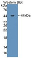 Western Blot; Sample: Recombinant protein. Western Blot; Sample: Recombinant protein.