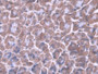 DAB staining on IHC-P; Samples: Mouse Stomach Tissue; Primary Ab: 20µg/ml Rabbit Anti-Mouse IPF Antibody Second Ab: 2µg/mL HRP-Linked Caprine Anti-Rabbit IgG Polyclonal Antibody