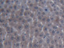DAB staining on IHC-P; Samples: Mouse Liver Tissue; Primary Ab: 20µg/ml Rabbit Anti-Mouse ITIH4 Antibody Second Ab: 2µg/mL HRP-Linked Caprine Anti-Rabbit IgG Polyclonal Antibody DAB staining on IHC-P; Samples: Mouse Liver Tissue; Primary Ab: 20µg/ml Rabbit Anti-Mouse ITIH4 Antibody Second Ab: 2µg/mL HRP-Linked Caprine Anti-Rabbit IgG Polyclonal Antibody