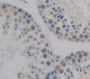 Nucleosome Assembly Protein 1 Like Protein 1 (NAP1L1) Polyclonal Antibody, Cat#CAU21936